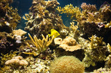 Fototapeta Do akwarium - sea water aquarium with corals and fish