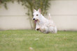 © CallallooFred - scottish terrier froment dans jardin