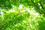 Fototapeta Na ścianę - green forest in spring