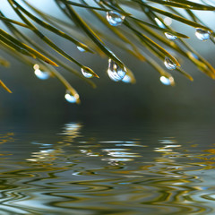 Poster - Water drops reflected in the water
