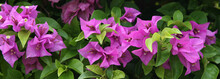 Pink Purple And White Bougainvillea Plant