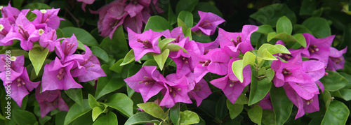 Cuadros en Lienzo pink purple and white bougainvillea plant