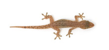 Young Gecko Lizard On White Background Top View