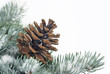 christmas tree bough with cone in snow