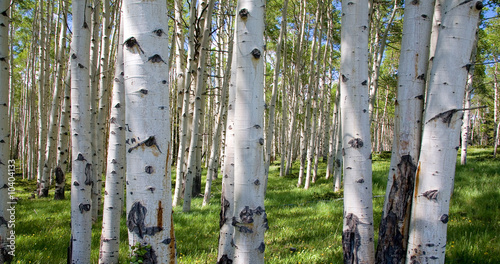 Fototapeta na wymiar Birkenwaldpanorama