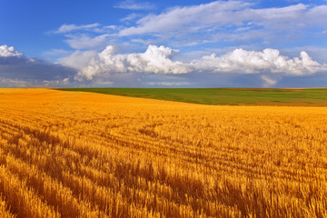 Poster - Huge field in state Montana after harvesting