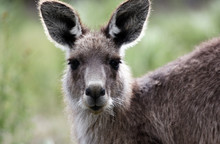 Australian Grey Kangaroo,Tidbinbilla Nature Reserve