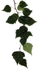Wall Mural - Birch branch