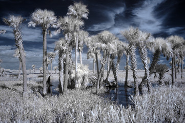 infrared wetland landscape