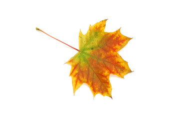 Wall Mural - autumn leaf isolated on white background