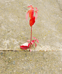 Wall Mural - autumn red leaf, a tender sprout is in a concrete