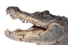 American Alligator (30 Years) In Front Of A White Background