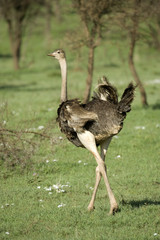 Poster - ostrich in the serengeti