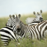 Fototapeta Konie - Zebras looking at the camera in the serengeti