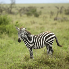 Canvas Print - young zebra in the serengeti plain