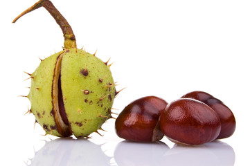 Chestnut isolated on white background