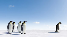 Emperor Penguin Rejected By Other Penguins