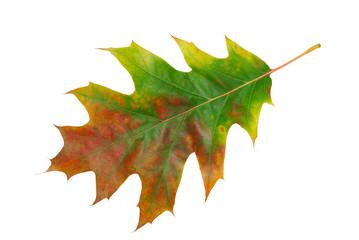 Wall Mural - autumn leaf isolated on white background