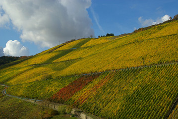 Poster - Weinberg - vineyard 18