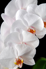 Wall Mural - White moon orchid blooms (Phalaenopsis amabilis)