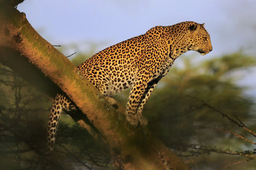 Canvas Print - Leopard (Panthera Pardus)