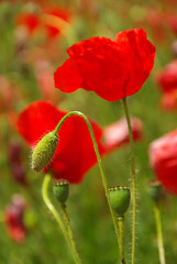 Canvas Print - Klatschmohn - corn poppy 21