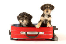 Two Cute Puppies Brothers In The Suitcase