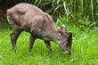 The tufted Deer lives retiring in the woods of Birma and China