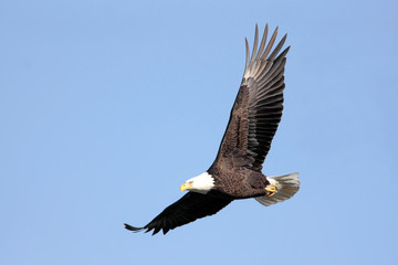 Aufkleber - Adult Bald Eagle (haliaeetus leucocephalus) in flight against