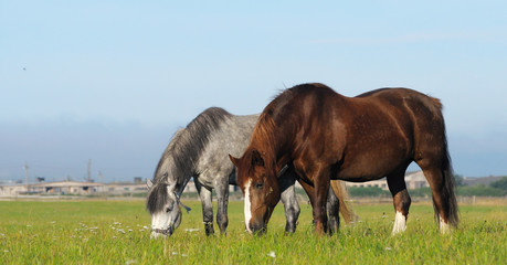 Canvas Print - Dapple-gray mare and cheshnut mare