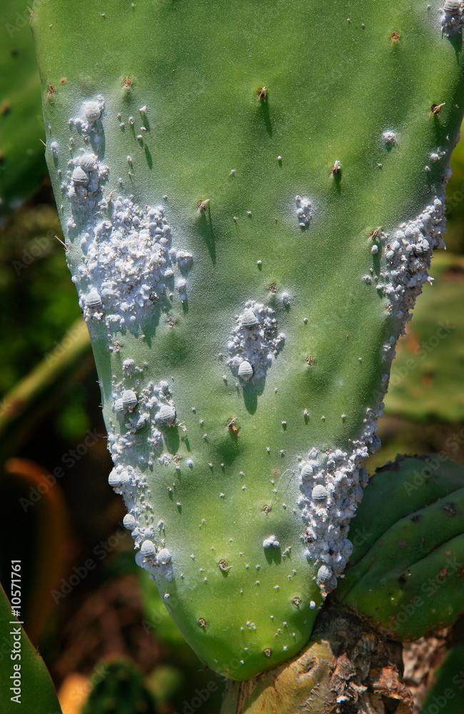 euphorbia acrurensis kaktus Euphorbia Acrurensis