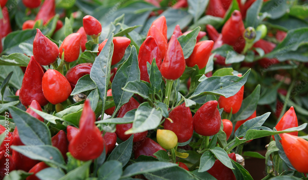 Image Piment Rouge piment rouge Stock Photo | Adobe Stock