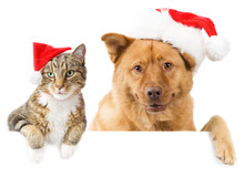 Cat And Dog Banner For The Holidays