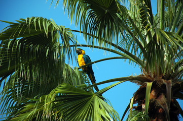 Parrot Perched on top of Palm Tree