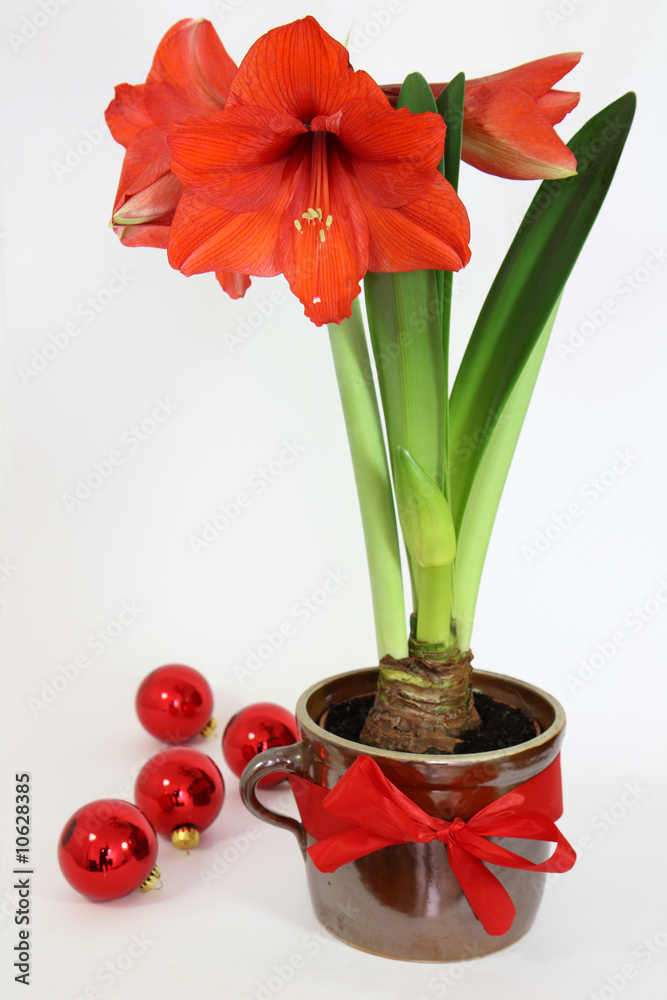 Stock-Foto „Weihnachtsblume Amaryllis“