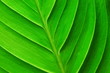 © gunnar3000 - structure of a leaf