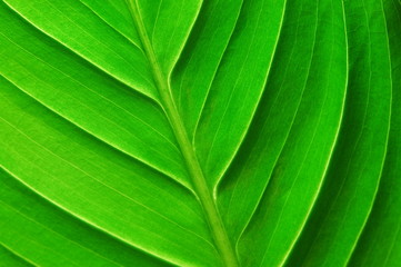 structure of a leaf