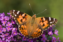 Painted Lady Resting