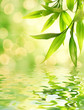 Leinwandbild Motiv Bamboo leaves reflected in rendered water
