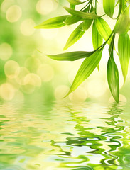 Bamboo leaves reflected in rendered water