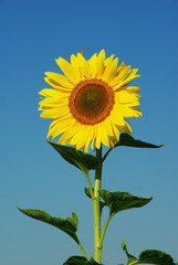 Wall Mural - sunflower