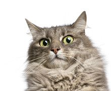 Angora Cat Free Stock Photo - Public Domain Pictures