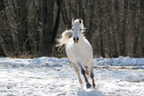 Fototapeta Konie - Skipping white horse