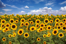 Sunflower Farmland With Blue Cloudy Sky