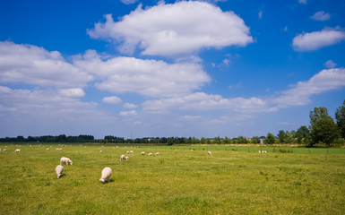 pasture with sheep and clouds