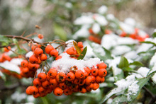 First Snow On Rowan Berries