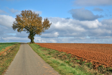 Canvas Print - l'arbre de la route