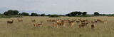 Fototapeta  - Antelopes 2