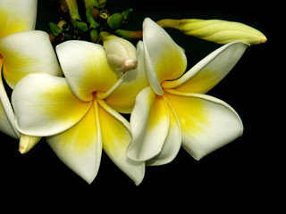 Wall Mural - fleurs de plumeria