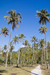 Path through the Palms, Coconut Plantation, French Polynesia